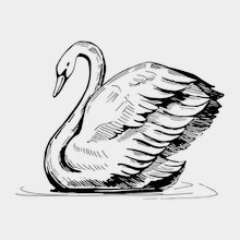 Переводная татуировка Черный лебедь